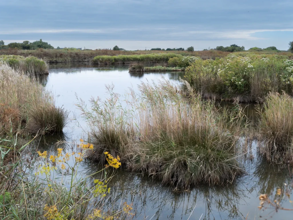 Zone humide aux abords de Guérande, reflet d’un territoire agricole et naturel où l’entreprise familiale EDT Legal développe des activités d’agriculture, de travaux publics et de transport au service des besoins locaux.